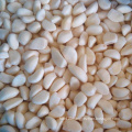 IQF wholesale garlic clove peeled